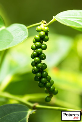 Poivre vert sur le poivrier